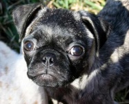 image of pug