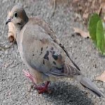 image of bird