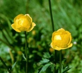 image of flower