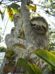 image of sloth