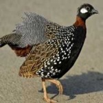 image of black_francolin #17