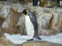 image of king_penguin