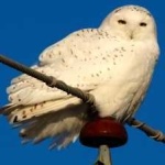 image of bird