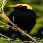 image of regent_bowerbird #7