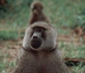 image of baboon