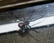 image of black_widow