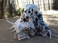 image of dalmatian