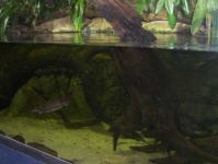 image of platypus