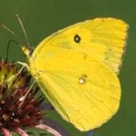 image of animal