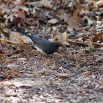 image of junco #23