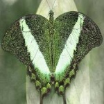 image of animal