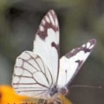 image of animal