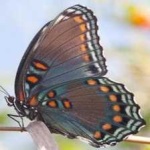 image of animal