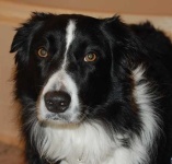 image of collie