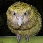 image of bird