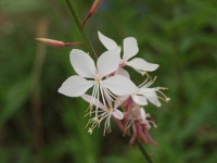 image of flower
