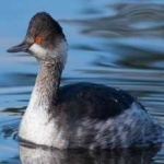 image of bird