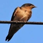 image of bird