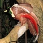 image of bird