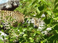 image of jaguar_car