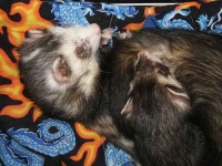 image of black_footed_ferret