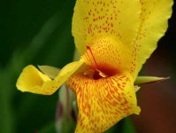 image of flower