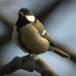 image of bird