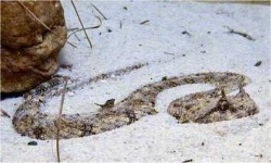 image of horned_viper