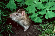 image of rat #40