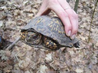 image of box_turtle