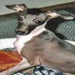 image of animal