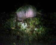 image of armadillo #4