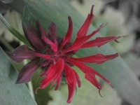 image of flower