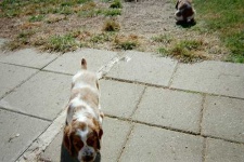 image of welsh_springer_spaniel #3