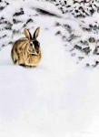 image of wood_rabbit