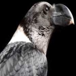 image of bird