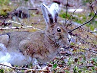 image of hare