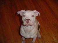 image of american_pit_bull_terrier #19