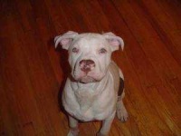image of animal