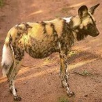 image of african_wild_dog #27