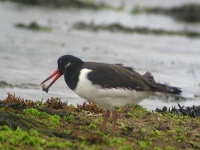 image of oystercatcher