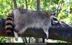 image of animal