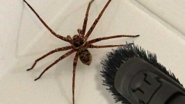 image of animal