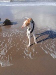 image of ibizan_hound