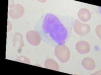image of blood_cell