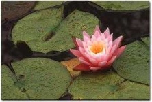 image of water_lilly