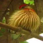 image of bird