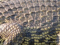 image of african_crocodile