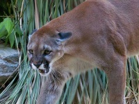 image of cougar