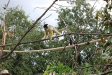 image of squirrel_monkey